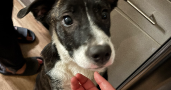 nadja pet sitter à MALANSAC 56220_3
