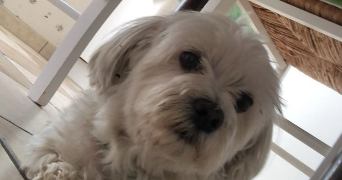 eva pet sitter à AIXE SUR VIENNE 87700_4