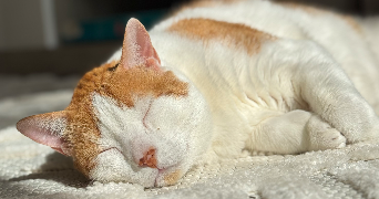 jennah pet sitter à VANDOEUVRE LES NANCY 54500_7