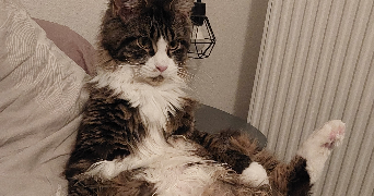 charlyne pet sitter à LENTILLY 69210_1