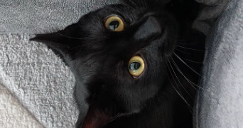 celia pet sitter à BESANCON 25000_7