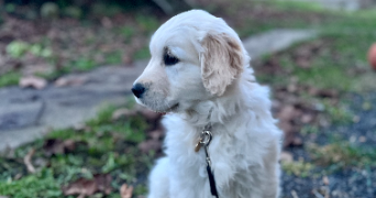 manon pet sitter à LES ANDELYS 27700_2