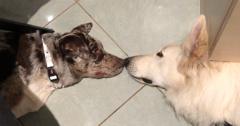 jennyfer pet sitter à BAGNOLET 93170_3