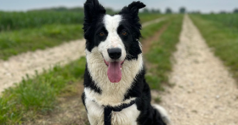 yvelise pet sitter à VANVILLE 77370_5