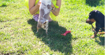 estelle pet sitter à VERNOUILLET 28500_0