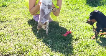 estelle pet sitter à VERNOUILLET 28500