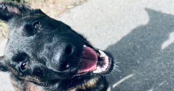 agathe pet sitter à Falaise 14700