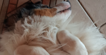 emilie pet sitter à CHENEREILLES 42560_2