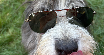 guillaume cat sitter à ALBI 81000_5