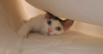 alyssa pet sitter à MONCE EN BELIN 72230_3