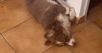 oceane pet sitter à Rocbaron 83136_3