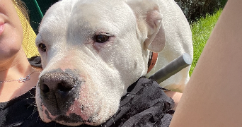 camille pet sitter à BAILLEUL 59270_6