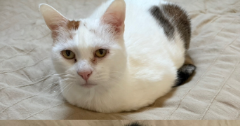 joy pet sitter à FLASTROFF 57320_2