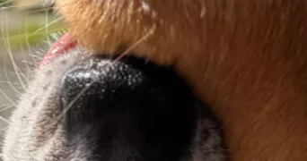 lucie pet sitter à LE GRAND PRESSIGNY 37350