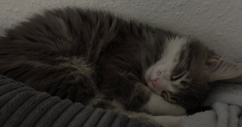 marion pet sitter à RIEDISHEIM 68400_0