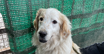 antoine dog sitter à LANNEMEZAN 65300_1