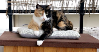 ophélie pet sitter à BEGLES 33130_2