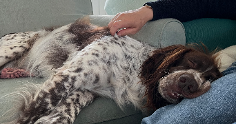 sophie pet sitter à BARTENHEIM 68870_2