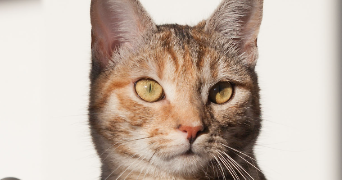 charlotte pet sitter à OTTROTT 67530_1