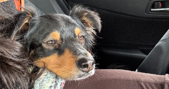 mohana pet sitter à POITIERS 86000_6