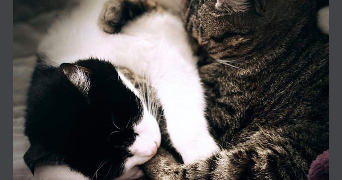 irene pet sitter à BOURG ST MAURICE 73700_3