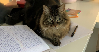 léa pet sitter à MONTPELLIER 34000_4