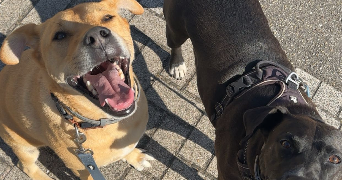 océane pet sitter à CARLING 57490_1