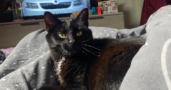 léa pet sitter à Clermont 60600_4