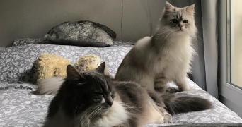 marion cat sitter à Levallois-Perret 92300_4