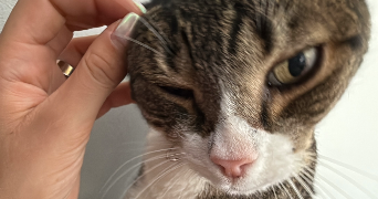 clara pet sitter à ALLAUCH 13190_3