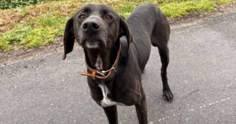 isabelle pet sitter à AIGUILLON 47190_8