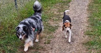 yann pet sitter à ST BRIEUC 22000