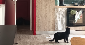 sophie pet sitter à LILLE 59160_9