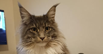 lisa pet sitter à ST HERBLAIN 44800_2