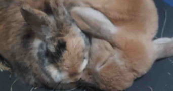 emmanuelle pet sitter à VILLEJUIF 94800_2