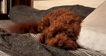 leane pet sitter à BRETIGNY SUR ORGE 91220_3