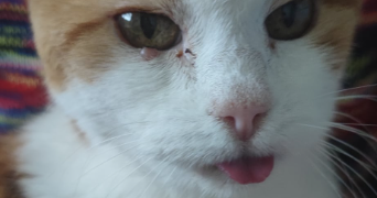 camille pet sitter à CESSON SEVIGNE 35510_2