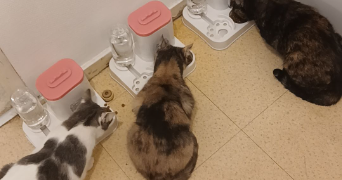 stéphanie pet sitter à BESANCON 25000_0