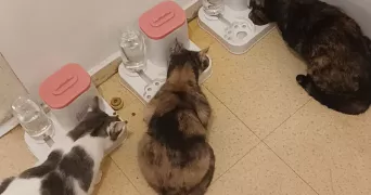 stéphanie pet sitter à BESANCON 25000