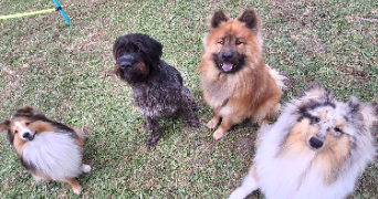 elisa pet sitter à Chenehutte 49350_4