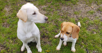 sandrine pet sitter à Rives-de-l'Yon 85310_10