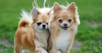 mikail pet sitter à BERGHEIM 68750