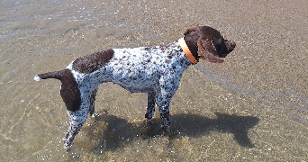 damien pet sitter à GREZIEU LA VARENNE 69290_3