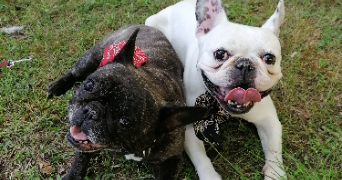 dany pet sitter à ARGENTEUIL 95100_1