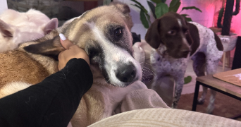 emeraude pet sitter à LA ROCHELLE 17000_22