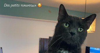 charlotte pet sitter à BOULOGNE SUR MER 62200_6