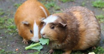 amandine pet sitter à COUCHEY 21160_2