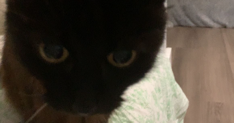 noémie pet sitter à CHAMPAGNE SUR SEINE 77430_1