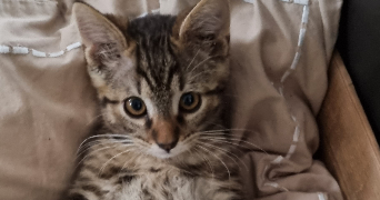 korkmaz pet sitter à STRASBOURG 67000_3