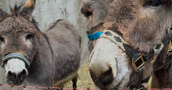 olexandra pet sitter à LORIENT 56100_6